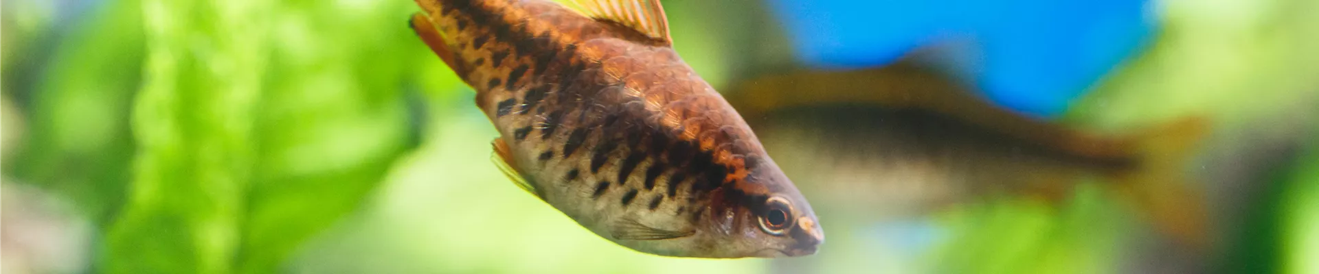Fisch im Aquarium Fisch im Aquarium