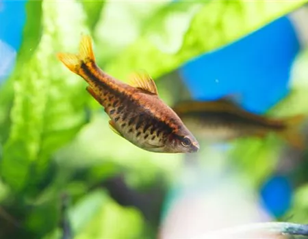 Fische für Anfänger: Der erste Besatz im Aquarium Fische für Anfänger: Der erste Besatz im Aquarium