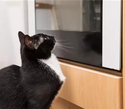 Gift im Haushalt: Gefahr für Hund und Katze Gift im Haushalt: Gefahr für Hund und Katze
