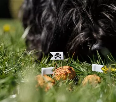 Giftköderschutz für Hunde Giftköderschutz für Hunde