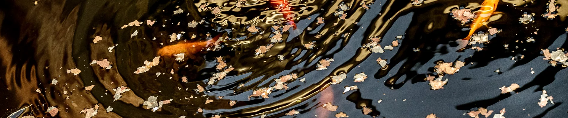 Teich Teich