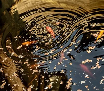 Das richtige Fischfutter finden – ohne Essen geht’s nicht! Das richtige Fischfutter finden – ohne Essen geht’s nicht!