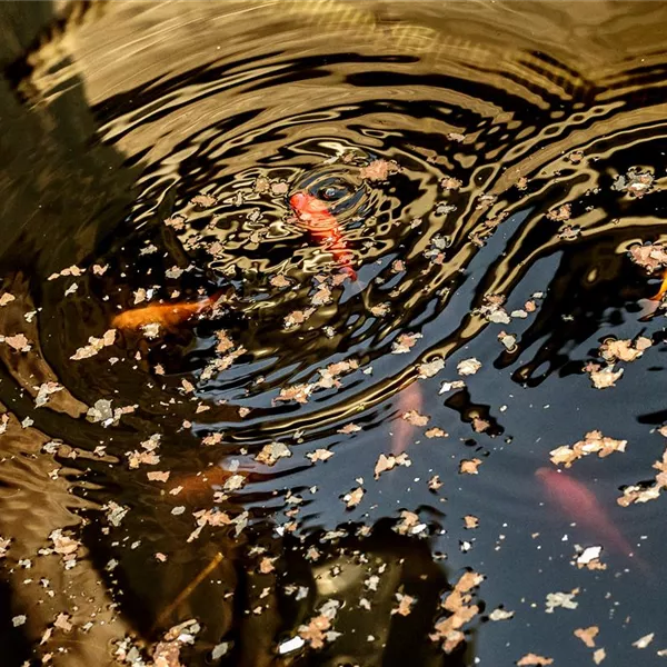 Das richtige Fischfutter finden – ohne Essen geht’s nicht! Das richtige Fischfutter finden – ohne Essen geht’s nicht!