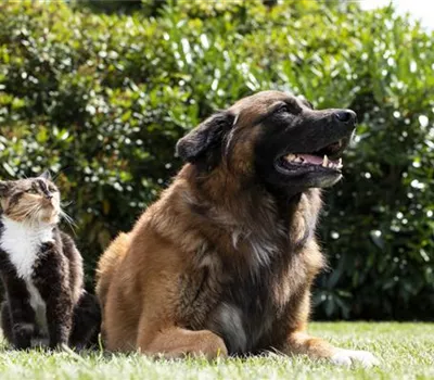Hund und Katze aneinander gewöhnen – Tipps und Tricks Hund und Katze aneinander gewöhnen – Tipps und Tricks