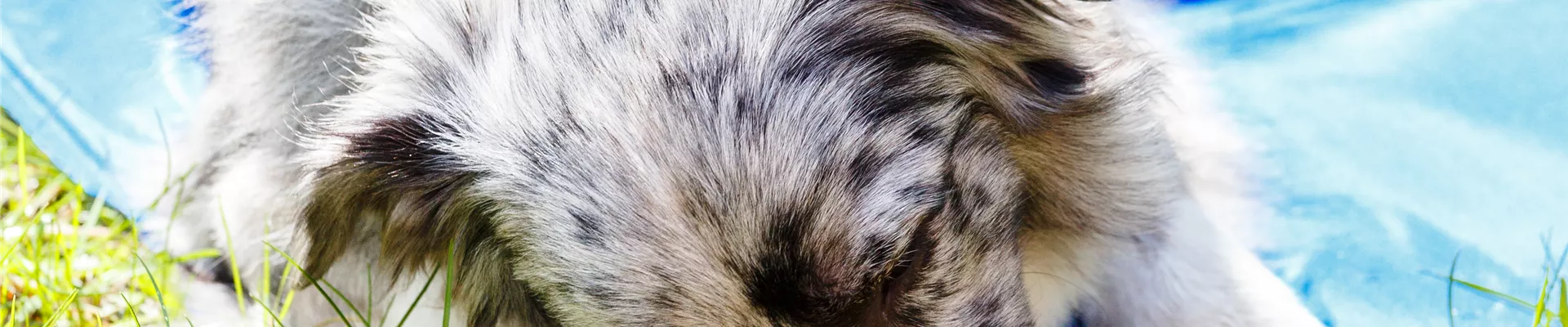 Hund auf der Kühlmatte Hund auf der Kühlmatte