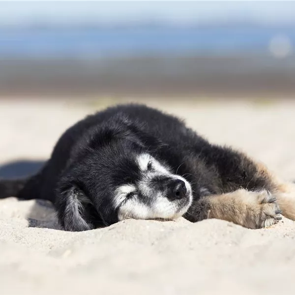 Urlaub mit dem Hund Urlaub mit dem Hund