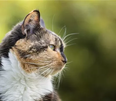 Katzen im Winter: Freigänger in der kalten Jahreszeit Katzen im Winter: Freigänger in der kalten Jahreszeit