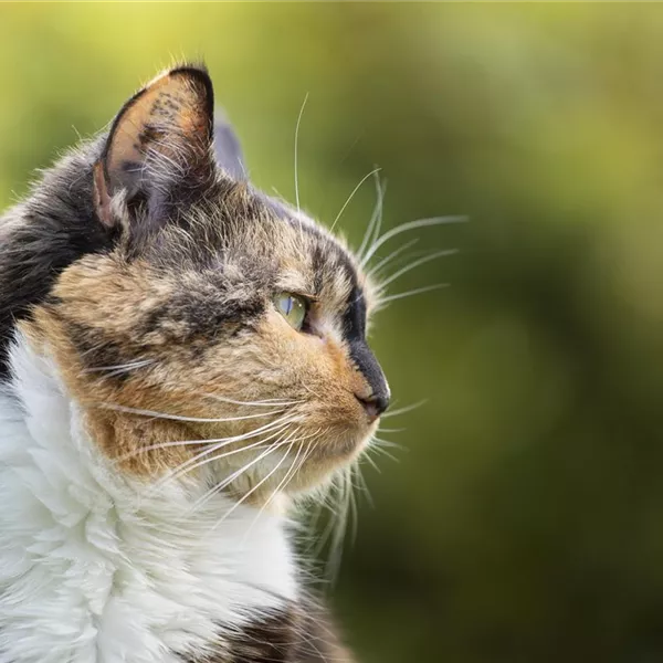 Katzen im Winter: Freigänger in der kalten Jahreszeit Katzen im Winter: Freigänger in der kalten Jahreszeit