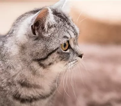 Katzen und Kinder: Eine Freundschaft mit Potential Katzen und Kinder: Eine Freundschaft mit Potential