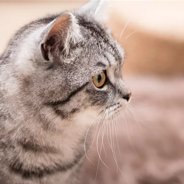 Katzen und Kinder: Eine Freundschaft mit Potential