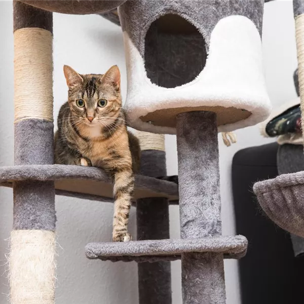 Kratzmöbel und Kratzspielzeug für Katzen  Kratzmöbel und Kratzspielzeug für Katzen