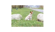 Lesmont - wattiert 200 g/m² - Farbe apricot