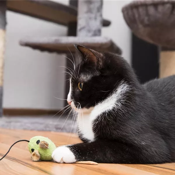 Kratzspielzeuge für Katzen Kratzspielzeuge für Katzen