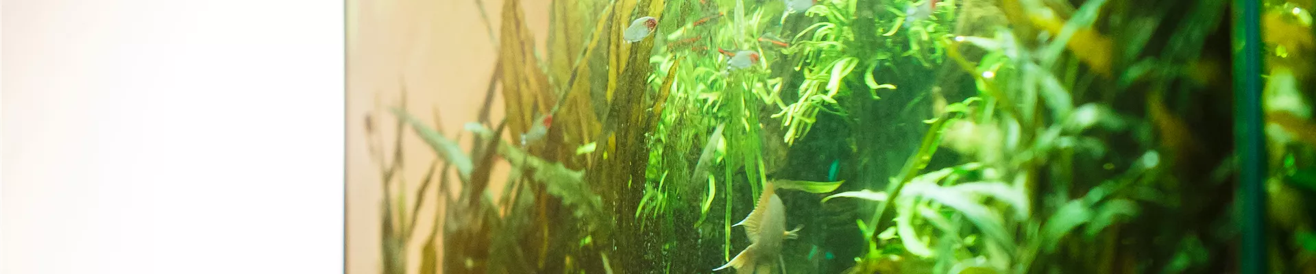 Aquarium Aquarium