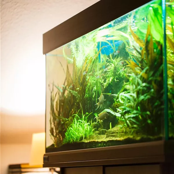 Meerwasser oder Süßwasser? Aquarienarten im Vergleich Meerwasser oder Süßwasser? Aquarienarten im Vergleich