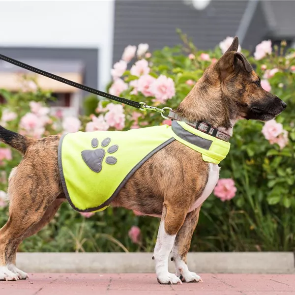 Mit dem Hund im Dunkeln Gassi gehen Mit dem Hund im Dunkeln Gassi gehen