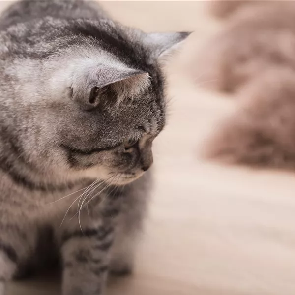 Nachwuchs bei Hund und Katze – niedlich und anspruchsvoll Nachwuchs bei Hund und Katze – niedlich und anspruchsvoll