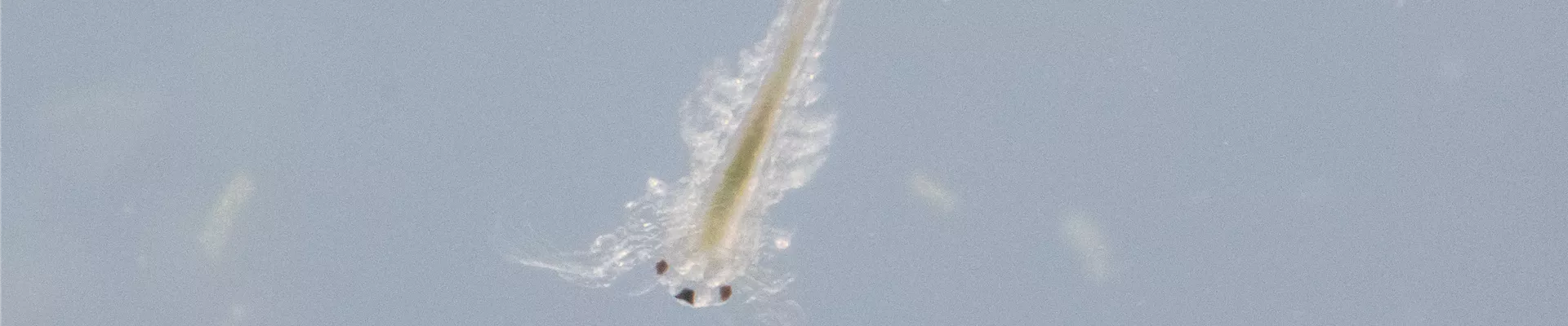 Urzeitkrebse - Sea Monkeys Urzeitkrebse - Sea Monkeys