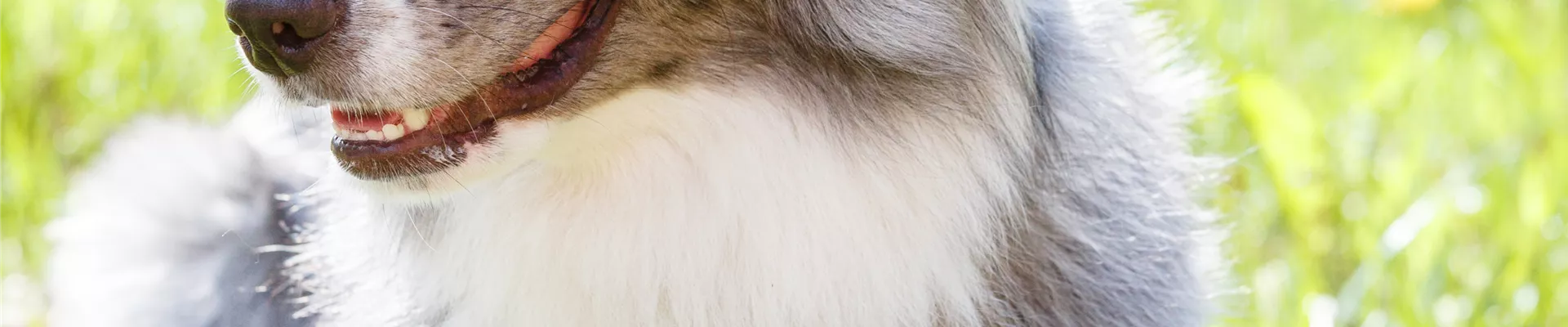 Hund auf der Kühlmatte Hund auf der Kühlmatte