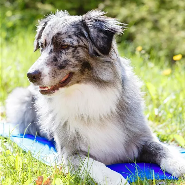Wenn die Hitze zur Gefahr für den Hund wird Wenn die Hitze zur Gefahr für den Hund wird
