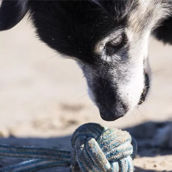 Spielzeug und Beschäftigung für Katze und Hund Spielzeug und Beschäftigung für Katze und Hund