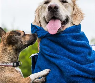 Valentinstag – Wie Tiere ihre Liebe zeigen Valentinstag – Wie Tiere ihre Liebe zeigen