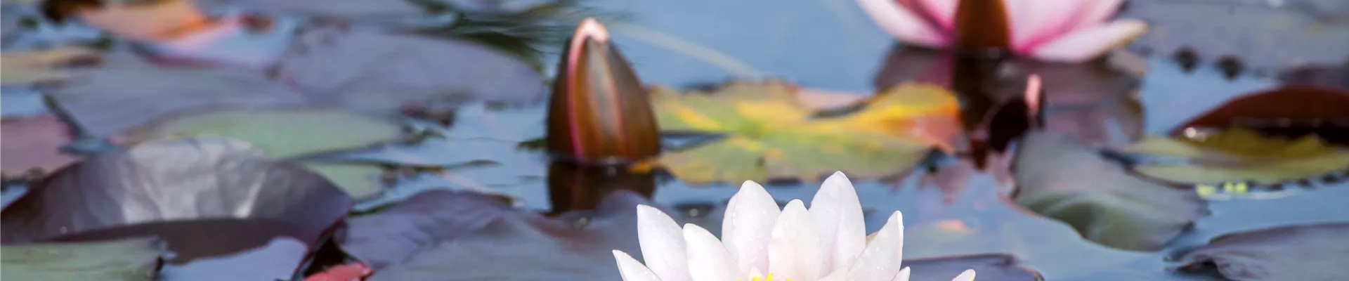 Nymphaea Nymphaea