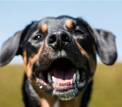 Welthundetag – ein Wuff auf den Hund! Welthundetag – ein Wuff auf den Hund!