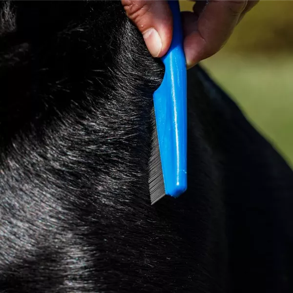 Wenn das Tier zum Flohzirkus wird – Ungezieferschutz für Tiere Wenn das Tier zum Flohzirkus wird – Ungezieferschutz für Tiere