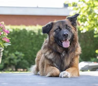 Zur Feier der Vielfalt: Tag des Mischling-Hundes Zur Feier der Vielfalt: Tag des Mischling-Hundes