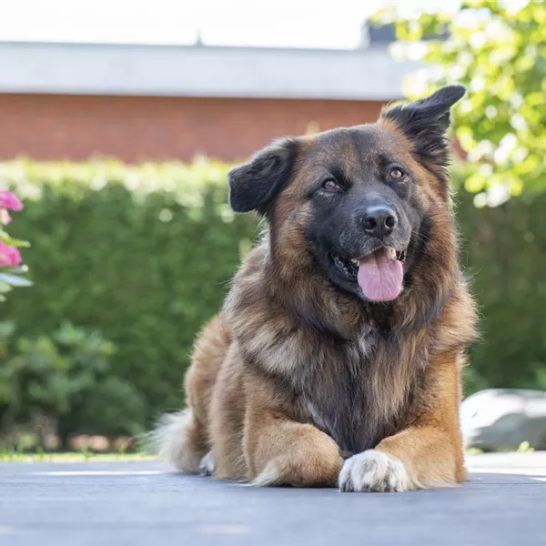 Zur Feier der Vielfalt: Tag des Mischling-Hundes Zur Feier der Vielfalt: Tag des Mischling-Hundes
