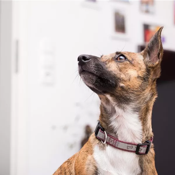 Leuchthalsband für den Hund – Sicherheit geht vor! Leuchthalsband für den Hund – Sicherheit geht vor!