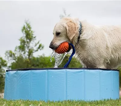 Schwimmspaß im eigenen Garten – Hundepool und Co. Schwimmspaß im eigenen Garten – Hundepool und Co.