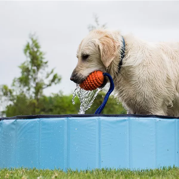 Schwimmspaß im eigenen Garten – Hundepool und Co.
