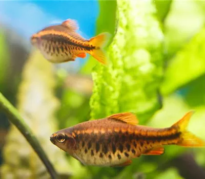 Tag der Fische: Von brennenden Augen und Seekrankheit Tag der Fische: Von brennenden Augen und Seekrankheit