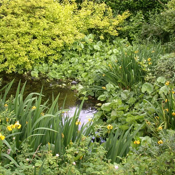 Achtung, fertig, Gartenteich! Von der Planung bis zur Umsetzung Achtung, fertig, Gartenteich! Von der Planung bis zur Umsetzung