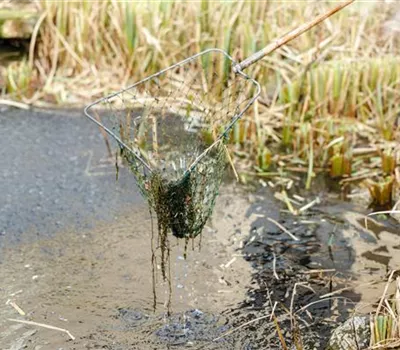 Algen im Gartenteich – wer wohnt da eigentlich? Algen im Gartenteich – wer wohnt da eigentlich?