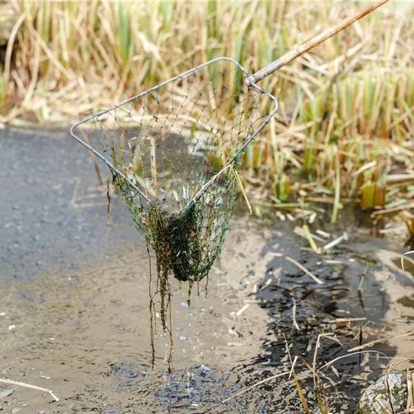 Algen im Gartenteich – wer wohnt da eigentlich? Algen im Gartenteich – wer wohnt da eigentlich?