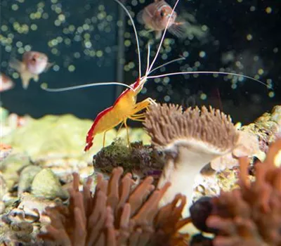 Alles an seinem Platz – der richtige Standort fürs Aquarium Alles an seinem Platz – der richtige Standort fürs Aquarium