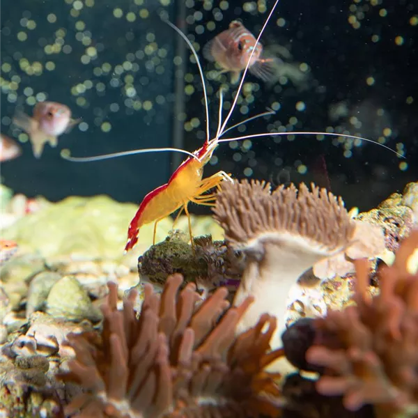 Alles an seinem Platz – der richtige Standort fürs Aquarium Alles an seinem Platz – der richtige Standort fürs Aquarium