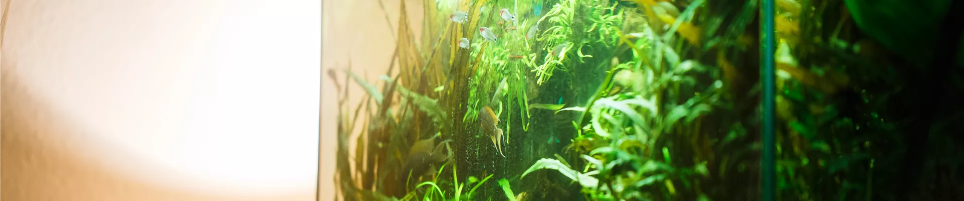 Aquarium Aquarium