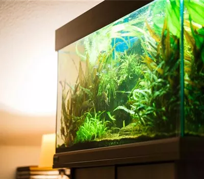 Aquascaping: Kunstvolle Aquariengestaltung Aquascaping: Kunstvolle Aquariengestaltung