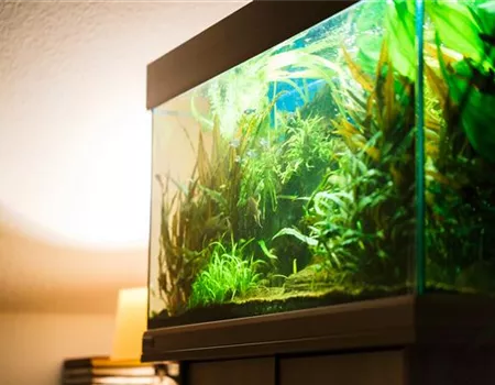 Aquascaping: Kunstvolle Aquariengestaltung Aquascaping: Kunstvolle Aquariengestaltung
