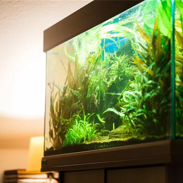 Aquarienfische im Gartenteich – Urlaub oder Umzug? Aquarienfische im Gartenteich – Urlaub oder Umzug?