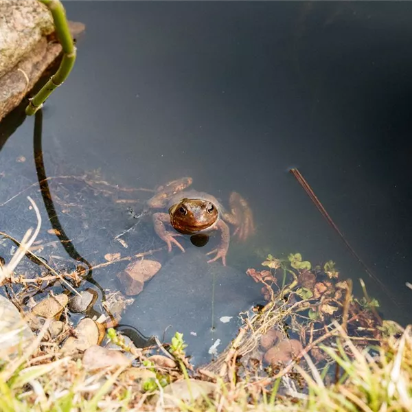 Amphibien im Gartenteich – Krachmacher und stille Beobachter Amphibien im Gartenteich – Krachmacher und stille Beobachter