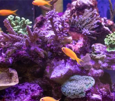 Fische online kaufen oder im stationären Handel? Fische online kaufen oder im stationären Handel?