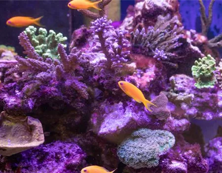 Fische online kaufen oder im stationären Handel? Fische online kaufen oder im stationären Handel?