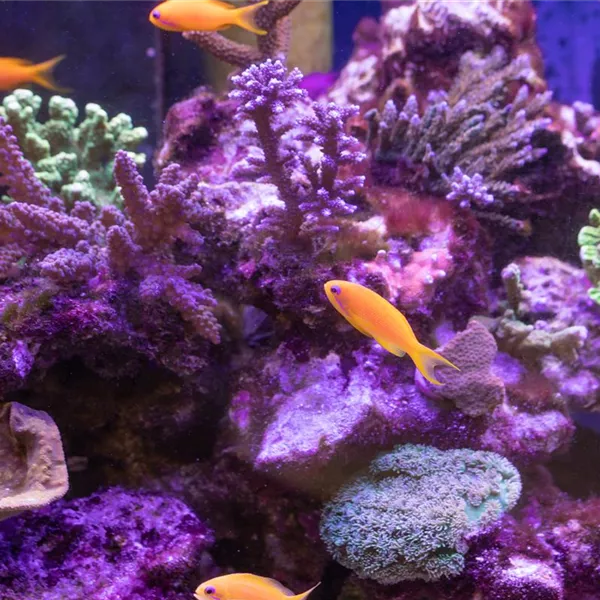 Fische online kaufen oder im stationären Handel? Fische online kaufen oder im stationären Handel?