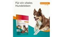Flexifit Snacks - mit Fleischgeschmack 150g 