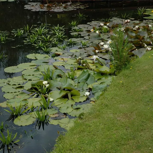 Der Gartenteich – alles eine Frage der Technik? Der Gartenteich – alles eine Frage der Technik?